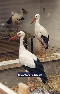 Döbbenetes, hogyan menti a gólyákat támogatás nélkül a BirdMania